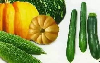 樟树免费吃瓜,樟树邀您共享夏日清凉  第3张 樟树免费吃瓜,樟树邀您共享夏日清凉  第3张